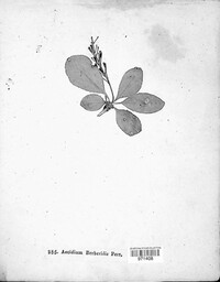 Puccinia graminis image